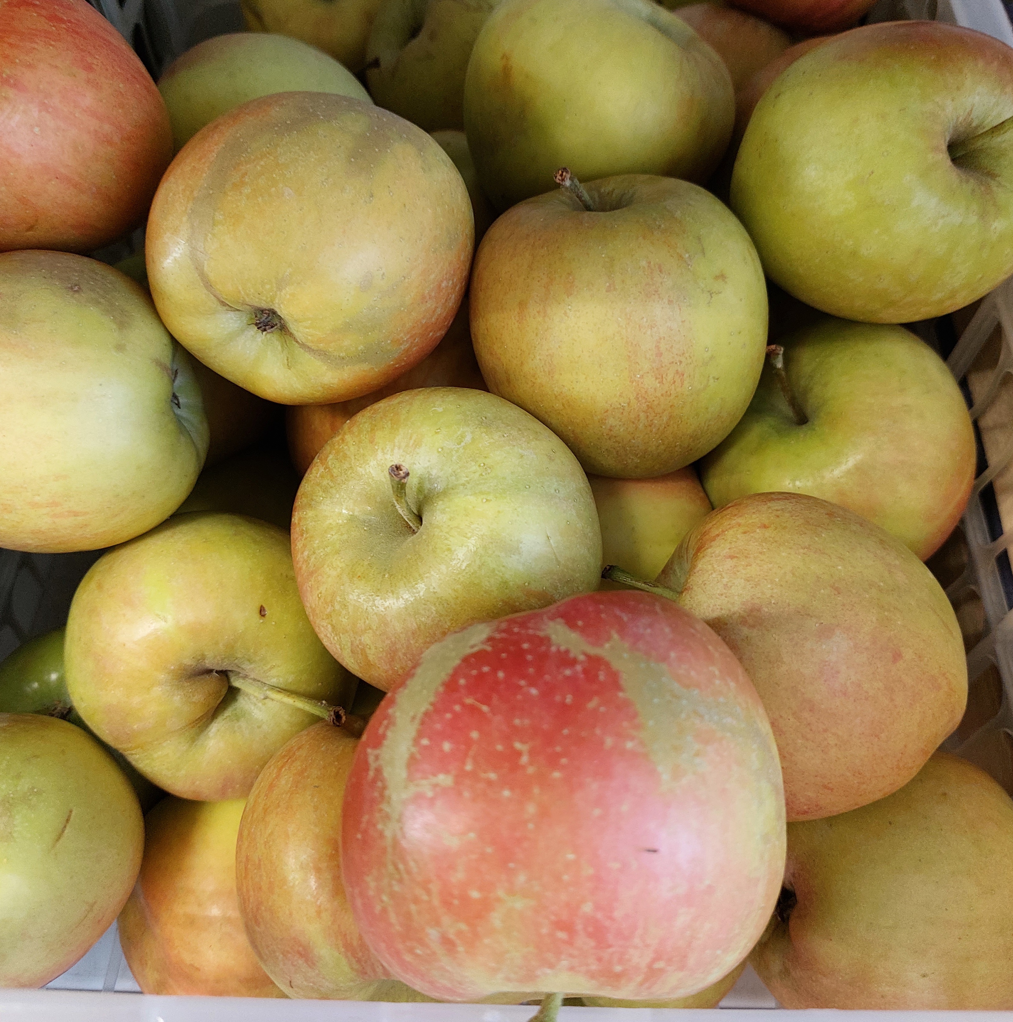 Яблоки Новый урожай