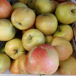 Яблоки Новый урожай