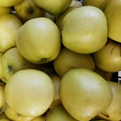 Яблоки Голден