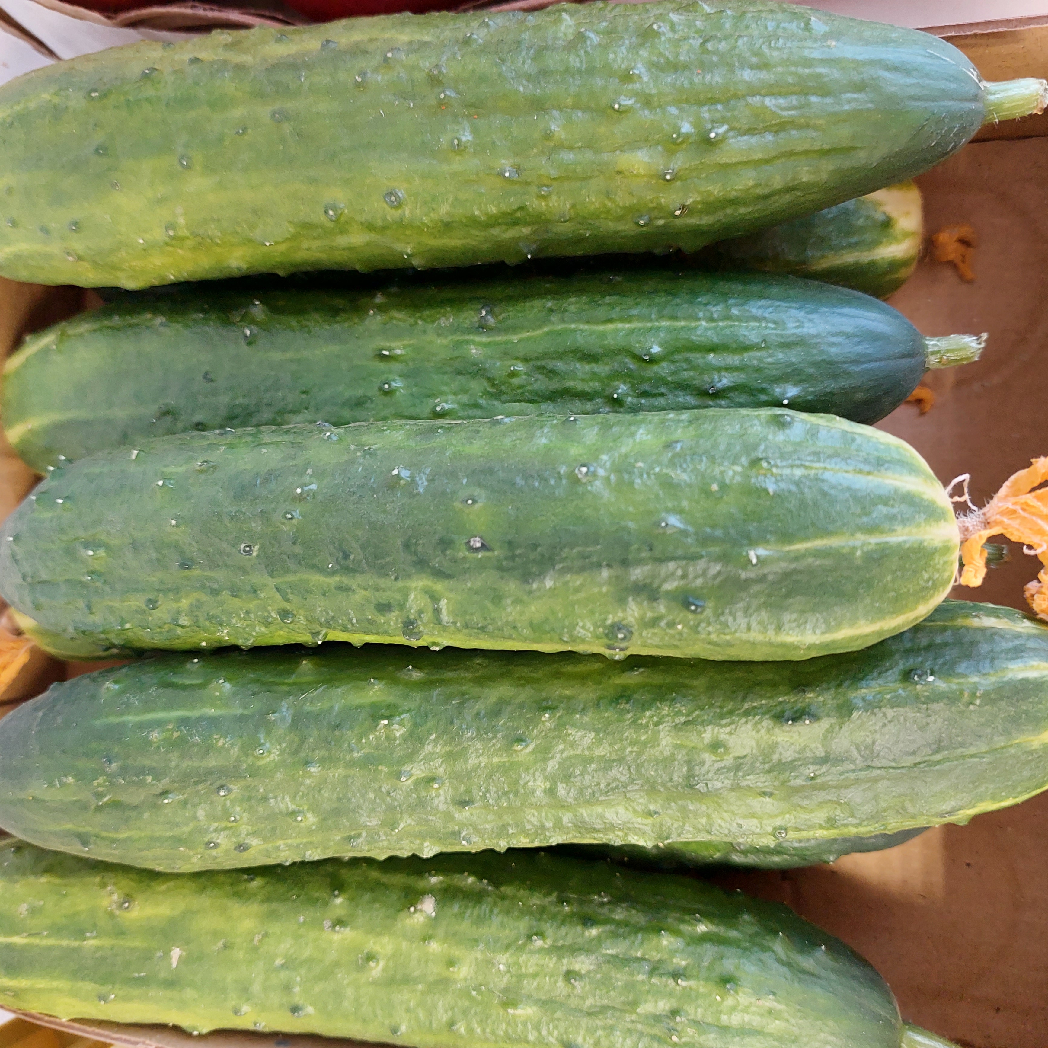 Огурцы тепличные среднеплодные