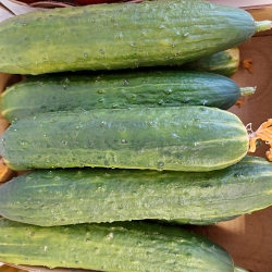 Огурцы тепличные среднеплодные